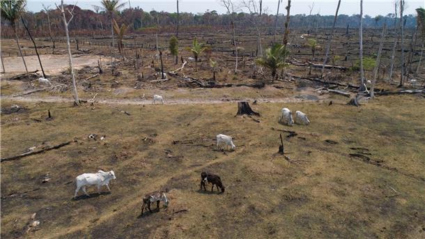 Abholzung im Amazonasgebiet droht auf Rekordwert zu steigen Rinder grasen auf einem verbrannten und abgeholzten Feld nahe Canutama in Brasilien.
