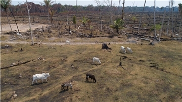 Rinder grasen auf einem verbrannten und abgeholzten Feld nahe Canutama in Brasilien.