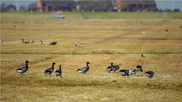 Kreativwettbewerb zu den 25. Ringelganstagen startet Ringelgänse laufen auf Hallig Hooge über eine Wiese vor einer Warft.