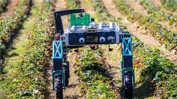 Erdbeerpflücken mit KI: Ernteroboter soll Betriebe entlasten Roboter SHIVAA sucht nach reifen Früchten.