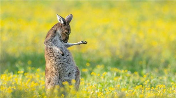Das Luftgitarren-Känguru: Witzigstes Tierfoto des Jahres Rock The House: „Air Guitar Roo“ von Jason Moore.