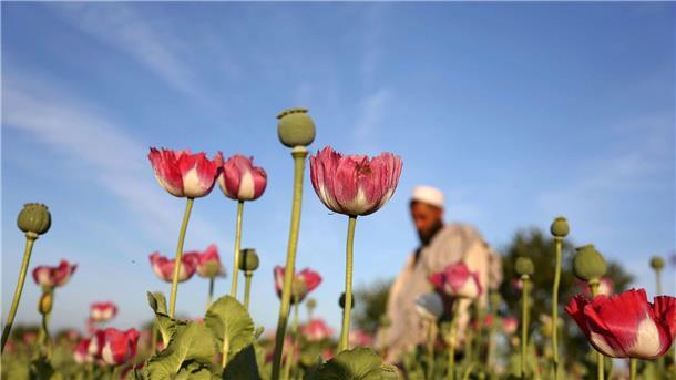 UN: Opiumanbau in Afghanistan zurückgegangen Rohopium wird aus Mohn hergestellt und dient als Basis für die Herstellung von Heroin.