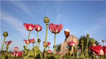 Rohopium wird aus Mohn hergestellt und dient als Basis für die Herstellung von Heroin.