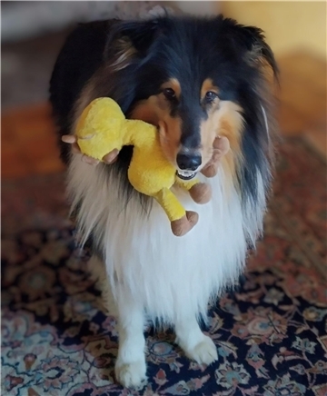 Ronja, eine 2,5 Jahre alte Hündin, ist für ihre Menschenfamilie ein wichtiger Ha...