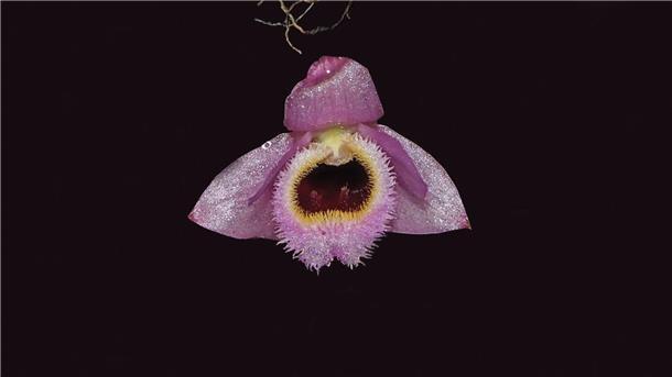 380 neue Tier- und Pflanzenarten entdeckt Rosa-gelb blüht die Mini-Orchidee Dendrobium fuscifaucium aus Laos.
