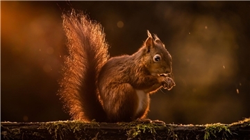 Rote Eichhörnchen werden in Großbritannien zunehmend verdrängt. (Archivbild)