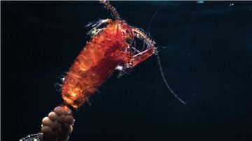 Ruderfußkrebse (Copepoda) bilden den größten Anteil des Zooplanktons. Hier ist ein eiertragendes Weibchen einer räuberisch lebenden Art zu sehen.