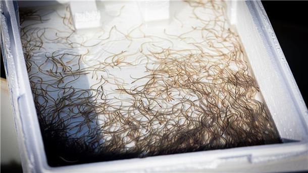 Große Mengen kleiner Aale ausgesetzt Rund 150.000 Glasaale, also Baby-Aale, sollen den Bestand der Art im Steinhuder Meer sichern.