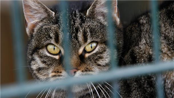 Rund 2 Millionen Streuner leben in Deutschland. Die unkastrierten Katzen vermehren sich unkontrolliert und führen ein Leben in Elend. In der Samtgemeinde Tarmstedt setzen sich Tierschützer für die Einführung der Kastrationspflicht ein.