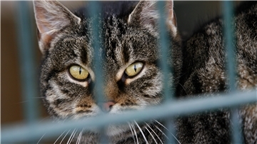 Rund 2 Millionen Streuner leben in Deutschland. Die unkastrierten Katzen vermehren sich unkontrolliert und führen ein Leben in Elend. In der Samtgemeinde Tarmstedt setzen sich Tierschützer für die Einführung der Kastrationspflicht ein.