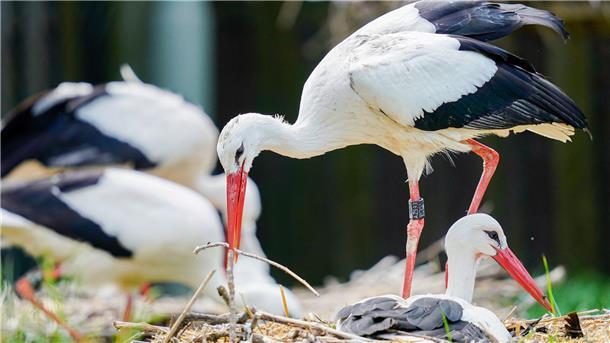 Rund 200 Storchenpaare haben im vergangenen Jahr in der Wesermarsch gebrütet oder es zumindest versucht. Die Storchenpopulation hat den Rückschlag durch die Vogelgrippe im Jahr 2022 einigermaßen weggesteckt.