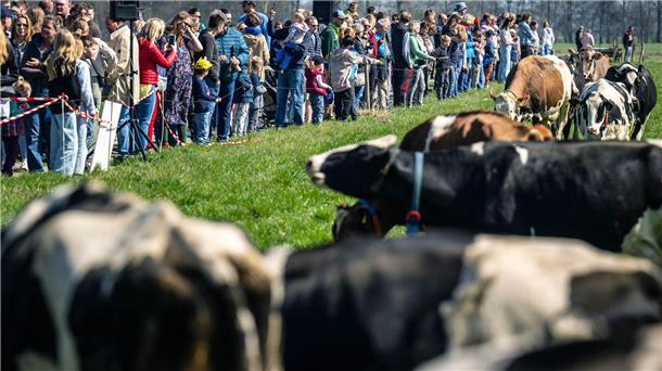 Weidesaison startet mit Viehaustrieb Rund 220 Milchkühe freuen sich in Elsfleth über die Weidesaison.