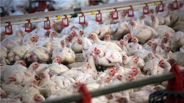 Rund 27.000 Masthähnchen hielt Frank Döscher aus Schiffdorf in seinen Anlagen. Sie mussten nach der Infektion mit dem Influenza-Virus ebenso gekeult werden so wie die rund 900 Freilandhühner.