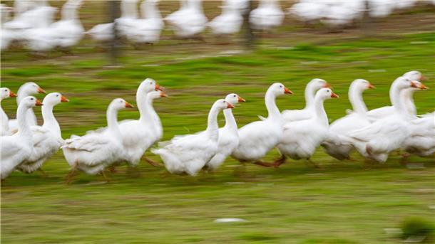 Rund um den Martinstag und Weihnachten ist Hochsaison für Gänsehalter. (Archivbild)
