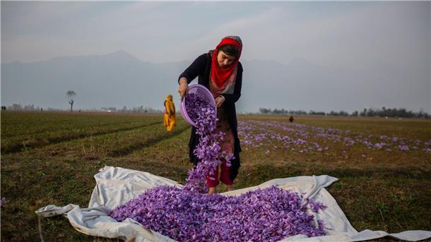 Safranblüten aus Indien: Insgesamt führt kein EU-Land mehr Gewürze ein als Deutschland.