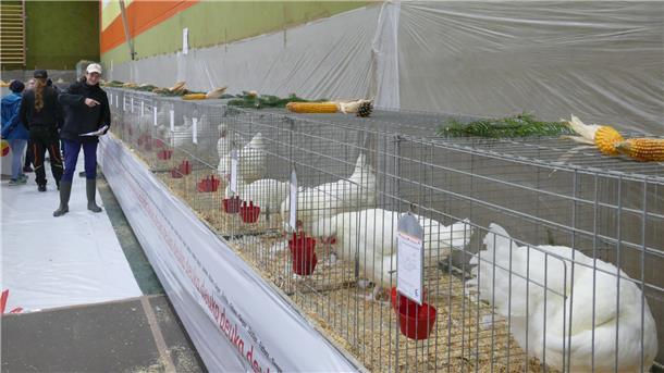  Vereinsschau des Kleintierzuchtvereins Sievern 