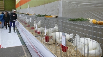  Vereinsschau des Kleintierzuchtvereins Sievern 