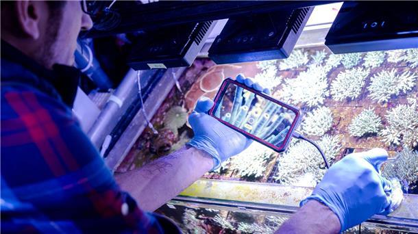 Samuel Nietzer kontrolliert die Steinkorallen in den Aquarien des Start-ups SciReef. 