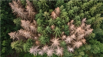 Trockenheit und Schädlinge belasten die Wälder Schädlinge sind meist die Übeltäter für Schadholzeinschlag: Vom Borkenkäfer befallene Fichten stehen in einem Waldstück am Rande der Sächsischen Schweiz.