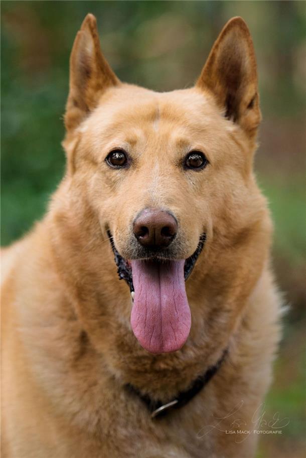 Hund 