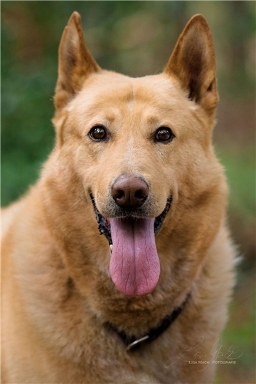 Hund 