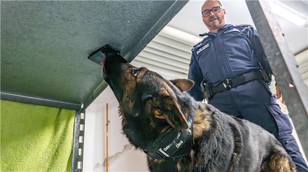 Polizist auf vier Pfoten Schäferhund Dimi erschnüffelt Speichergeräte für die Polizei.