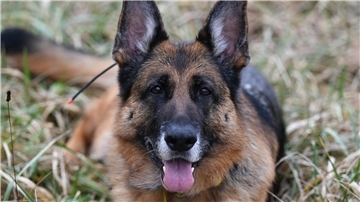 Schäferhunde werden häufig zu Diensthunden oder Rettungshunden ausgebildet.
