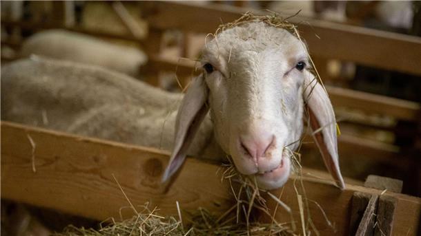 Verdacht auf Blauzungenkrankheit: Betrieb gesperrt  Schafe stehen in einem Stall.