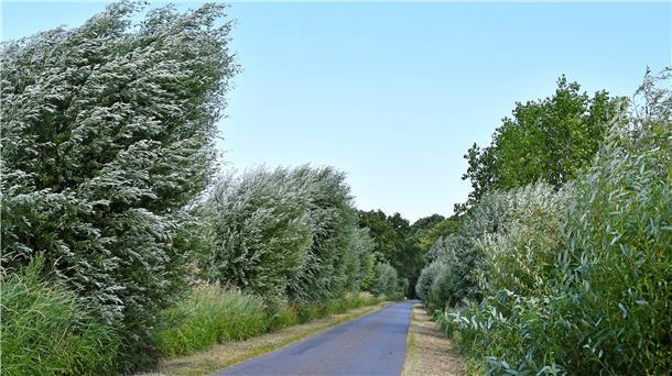 Schatz am Milmer Bosenbüttel: Eine alte Silberweiden-Allee wurde jetzt zur Allee des Monats Juli in Niedersachsen gekürt. Heute sind noch 80 der imposanten und zum Teil bereits über 150 Jahre alten Bäume erhalten und werden aufwendig gepflegt.