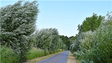 Schatz am Milmer Bosenbüttel: Eine alte Silberweiden-Allee wurde jetzt zur Allee des Monats Juli in Niedersachsen gekürt. Heute sind noch 80 der imposanten und zum Teil bereits über 150 Jahre alten Bäume erhalten und werden aufwendig gepflegt.