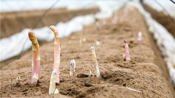Das bleiche Gemüse ist wieder da: Diese Spargel-Mythen und Fakten müssen Sie kennen Schaut der Kopf ins Licht, färbt er sich rasch violett - was viele Verbraucher nicht mögen.