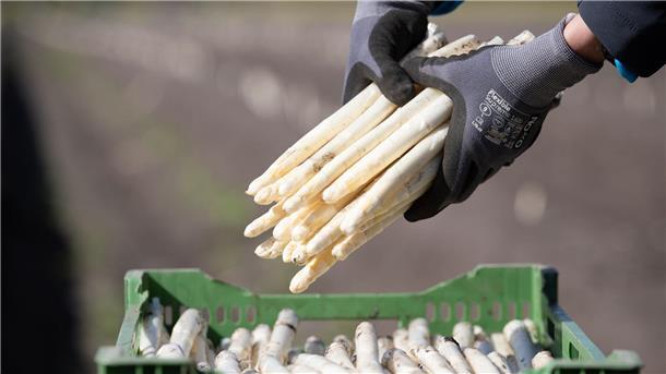 Schlechte Aussichten für Spargelbauern: Die Produktion wird immer teurer und die Nachfrage sinkt.