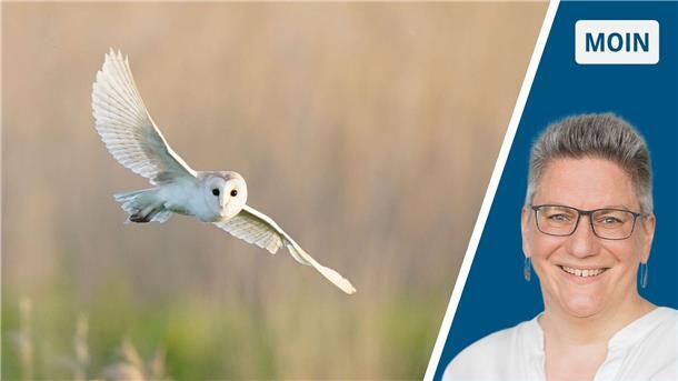Der neue Nachbar quakt heiser und kann fliegen links Schleiereule im Flug, rechts Frau in weißer Bluse mit Brille