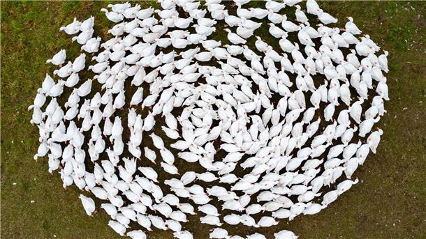 Schnatter, schnatter: Zuchtgänse laufen über eine Wiese in Sachsen. (Archivbild)