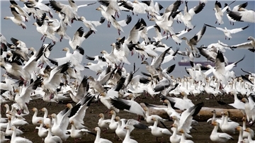Schneegänse heben über dem Iona Beach in Richmond, British Columbia, Kanada, ab. 