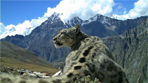 Schneeleoparden - „Geist der Berge“ Schneeleoparden sind charismatische Tiere und ihr Nachwuchs in Zoos ein stets vielbeachtetes Ereignis. In freier Wildbahn in Asien leben nur noch einige Tausend der Tiere.