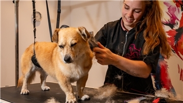 Wilma beim Hundefriseur