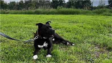Schwarzer American Staffordshire liegt auf einer Wiese.
