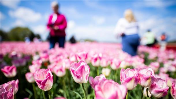 Farbenmeer im Norden: Millionen Tulpen locken Tausende Gäste Schon einen Tag nach Ostermontag sollen die Tulpenköpfe abgemäht werden.