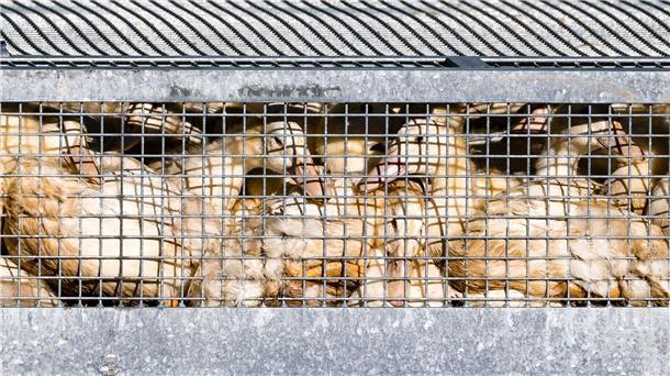 Schon mehr als eine halbe Million Enten, Gänse, Puten und Hühner wurden getötet, nachdem in den jeweiligen Beständen die Geflügelpest festgestellt worden war. (Symbolbild)
