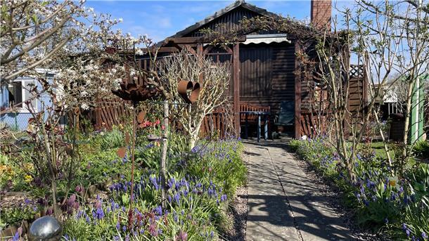 Der Frühling kommt und im Schrebergarten wird ordentlich angepackt Blühender Schrebergarten mit Laube