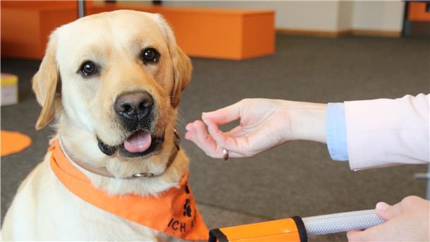 Schulhund Nuri ist bereit für die Arbeit. Nach den Sommerferien beginnt er zusammen mit einer 5. Klasse den Unterricht in der IGS Zeven.