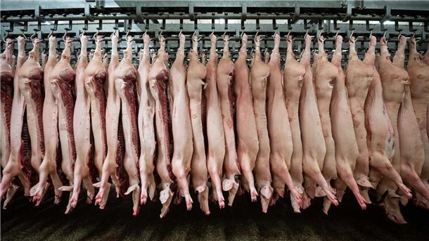 Schweinefleisch aus Niedersachsen könnte indirekt unter Sanktionen aus China leiden. (Symbolbild)
