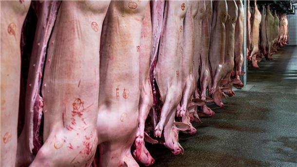 Fleischproduktion in Deutschland sinkt erneut Schweinehälften hängen im Kühlhaus eines Schlachthofs. Mit einem Anteil von 62 Prozent bleibt Schwein die mit Abstand wichtigste Fleischart vor Geflügel (23,2 Prozent) und Rind (14,5 Prozent).