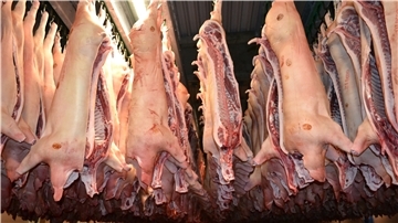 Schweinehälften hängen nach dem Schlachten im Düringer Fleischkontor. In dem Betrieb wurden 24 Mitarbeiter positiv auf Corona getestet.
