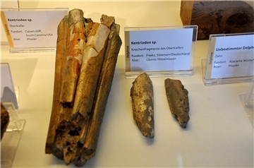 Schwitscher-Ausstellung-Knochenfunde-Freetz