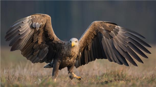 Seeadler sind in der Wesermarsch heimisch geworden. Die mächtigen Tiere (siehe Bild) haben dafür gesorgt, dass in diesem Jahr sieben Jungadler großgezogen wurden. Diese sind nun alle flügge geworden.