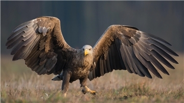 Seeadler sind in der Wesermarsch vor einem Jahrzehnt heimisch geworden. Sechs Paare haben in diesen Wochen mit der Brut begonnen. Auch das Butjenter Paar versucht es erneut. In den vergangenen Jahren war immer etwas schief gegangen.