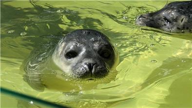 Seehundbaby Fussel: Die NORDSEE-ZEITUNG ist Pate.