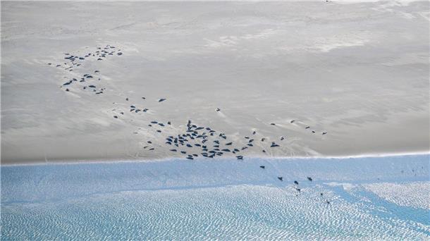 Seehunde im Wattenmeer werden wieder aus der Luft gezählt Seehunde und Kegelrobben liegen auf einer Sandbank.